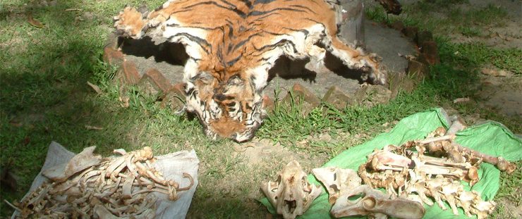 Caza furtiva de tigres