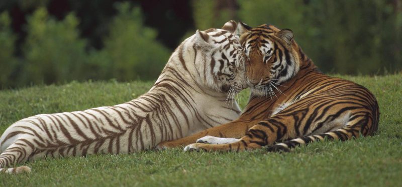 Diferentes especies de tigres