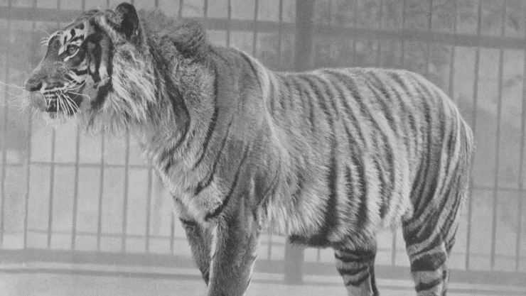 Javan tiger in London zoo before 1942 |  wikipedia