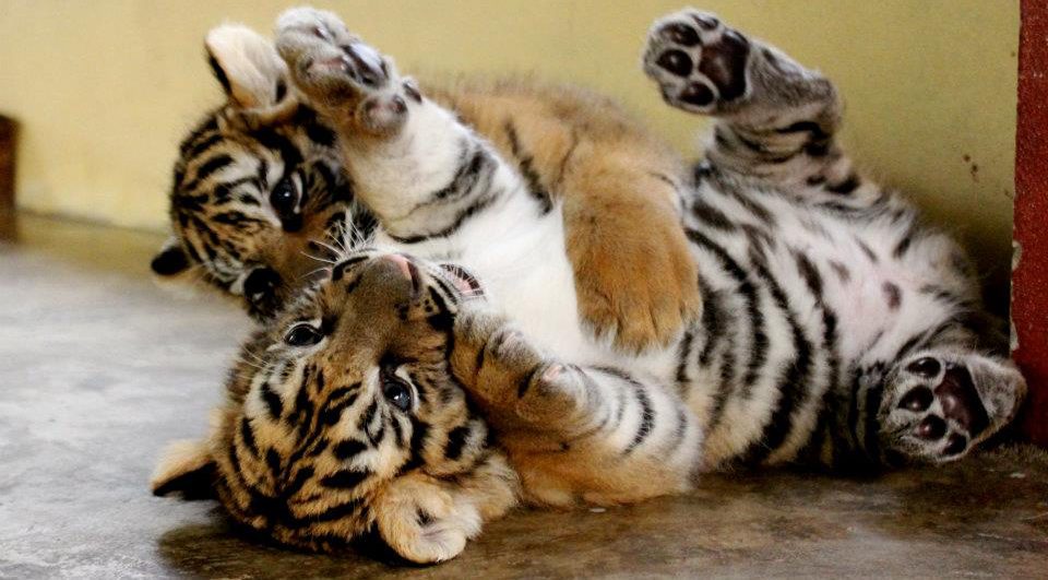 Nacimiento cachorros de tigre