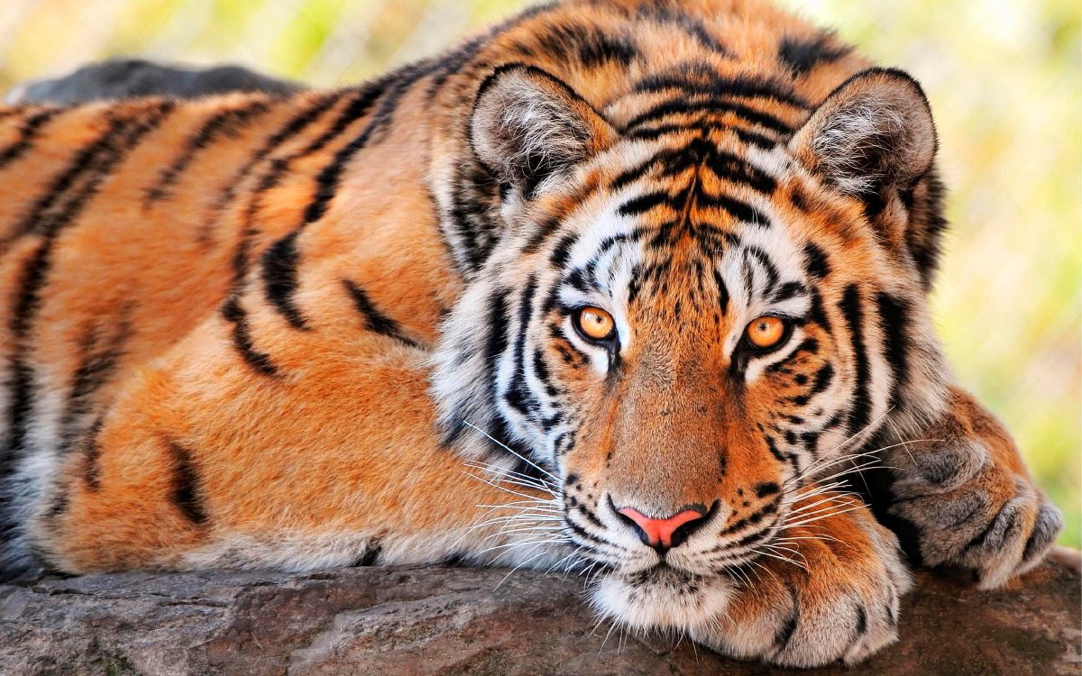 Resultado de imagen de tigres
