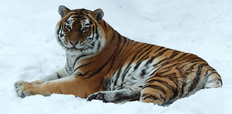 Tigre de Amur 