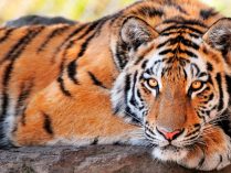 Fotos bonitas de tigres