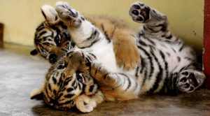 Nacimiento de los cachorros de tigre