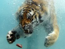 Tigre de bengala nadando