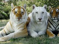 Variaciones en la piel de los tigres