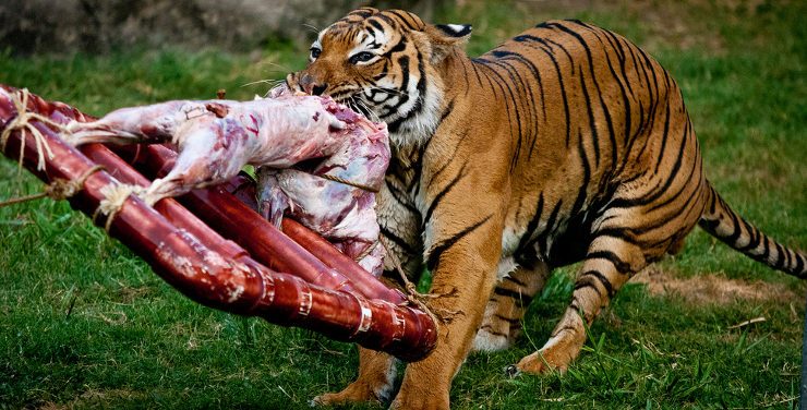 Alimentación característica de los Tigres