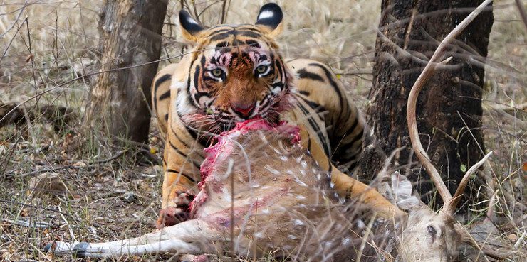 Alimentación de los tigres