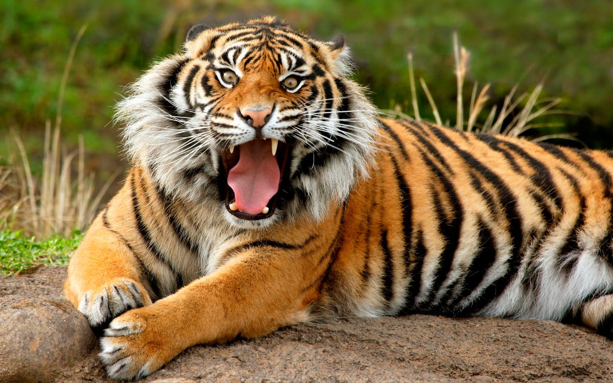 Boca de los tigres