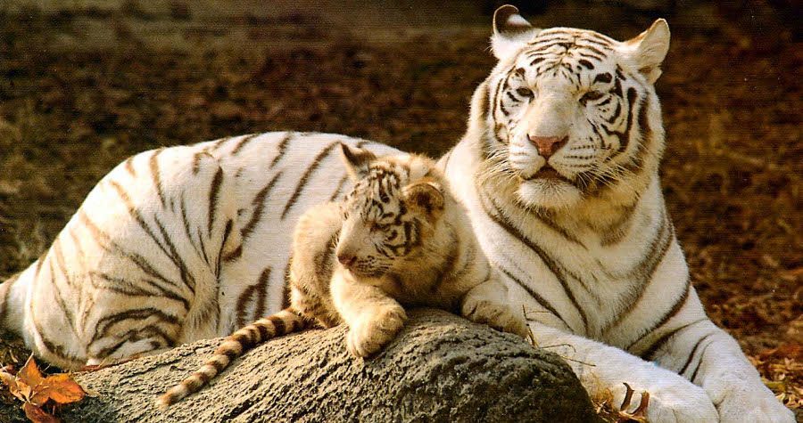 Cachorro tigre y su madre