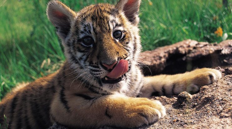 Cachorros de tigre