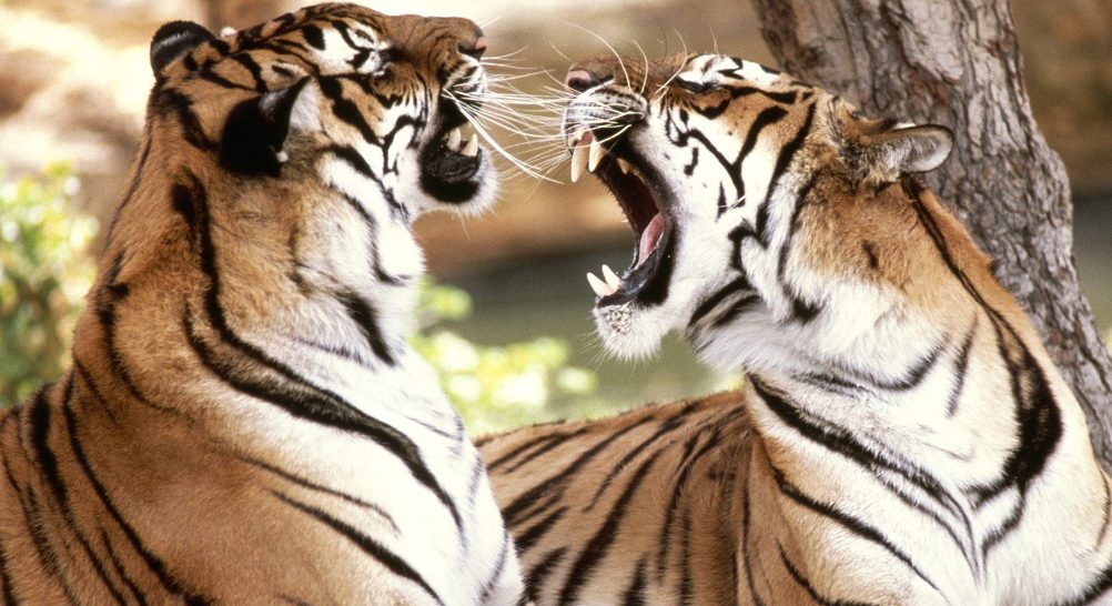 Comunicación de los tigres