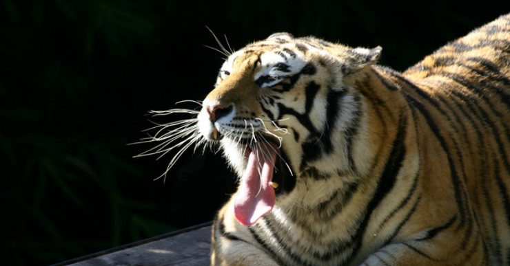 Comunicación entre tigres
