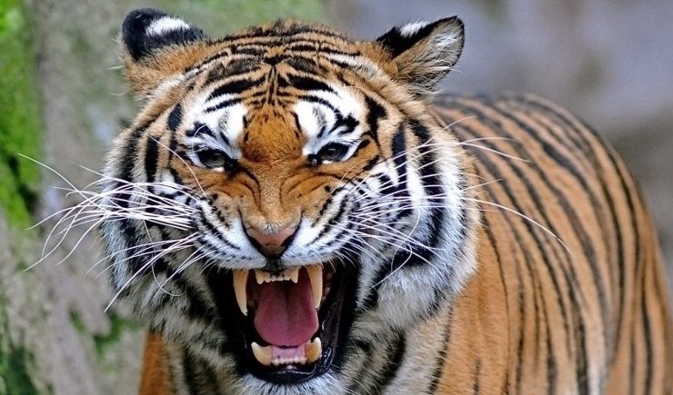 Comunicación vocal de los tigres