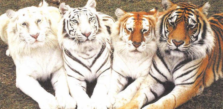 Cuatro tigres de distinta subespecie