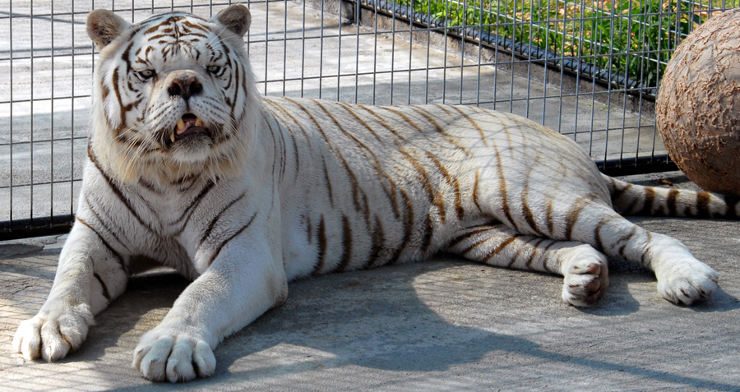 El tigre blanco con Sindrome de Down, Kenny