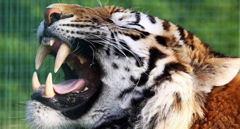 Estructura de las mandíbulas y los dientes de los tigres