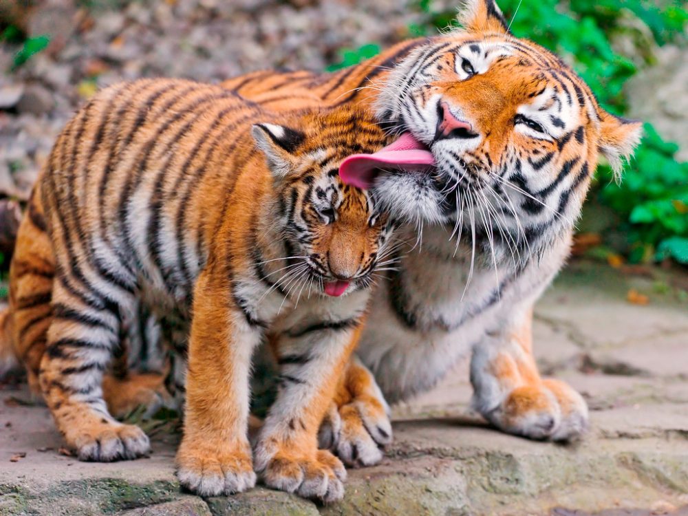Familia de tigres