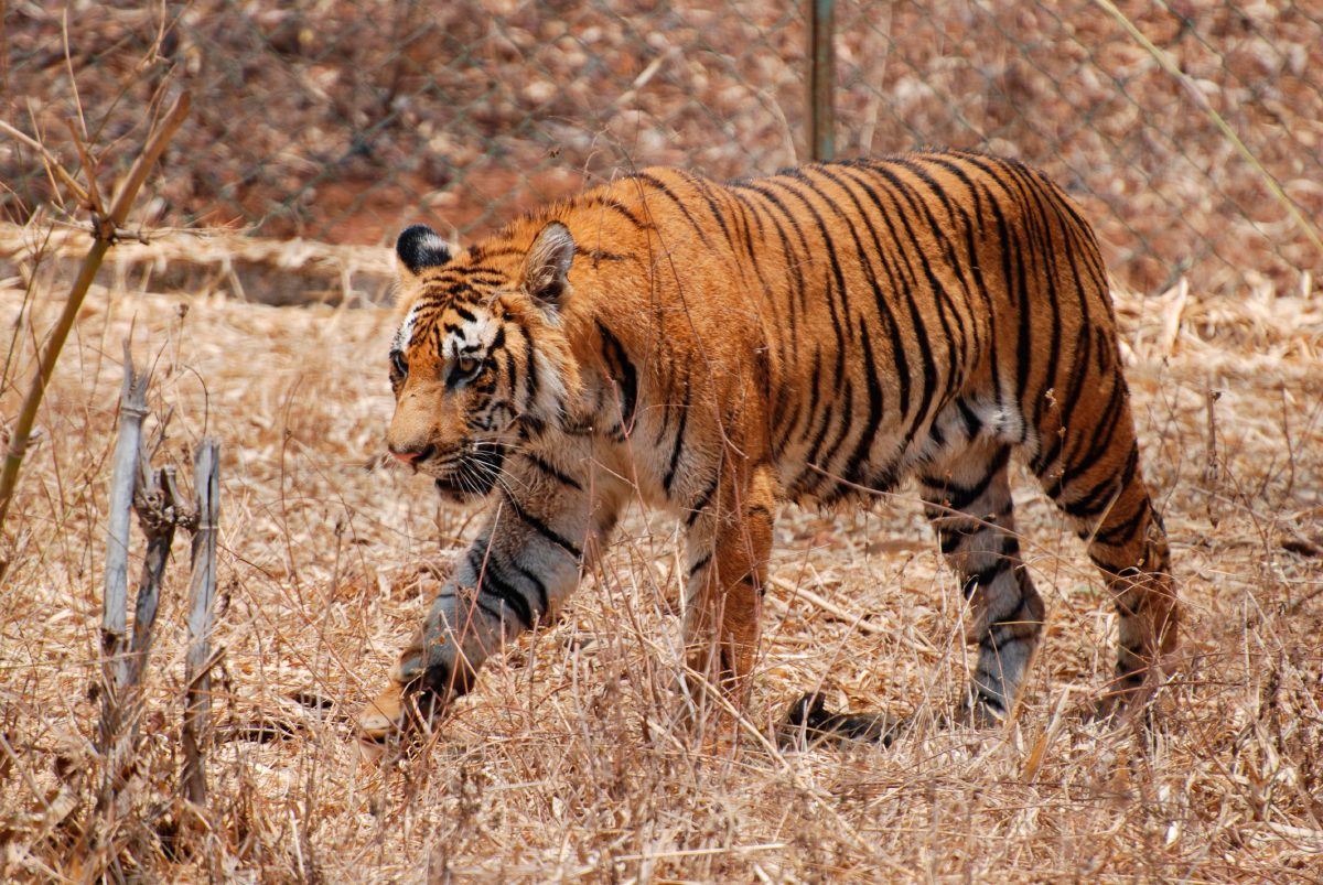 Foto de un tigre
