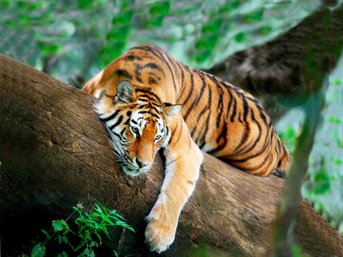 Fotos de tigres durmiendo