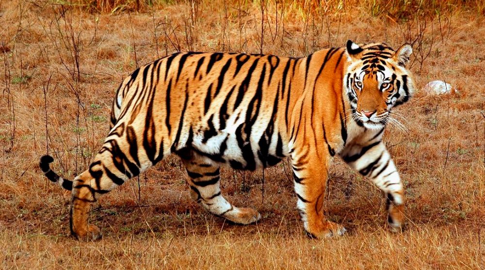 Fotos de tigres
