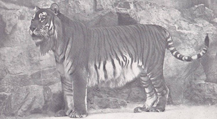 Imagen del tigre del Caspio