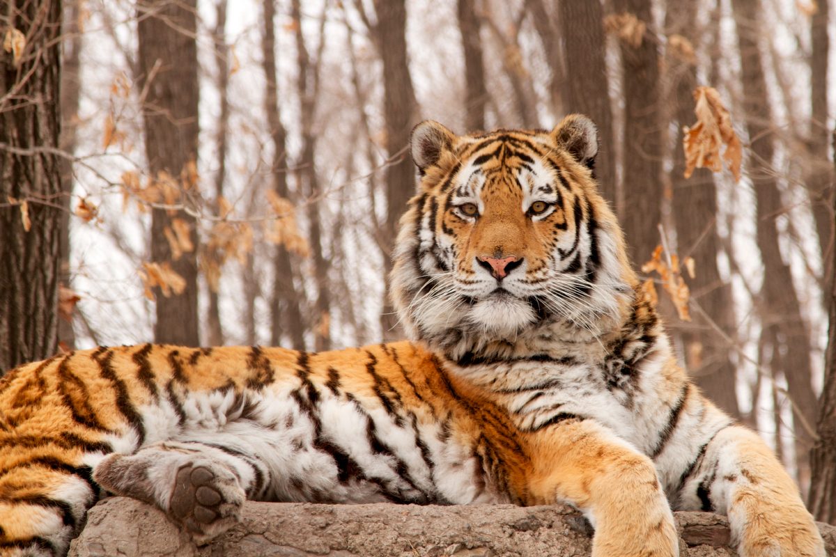 Imágenes con tigres