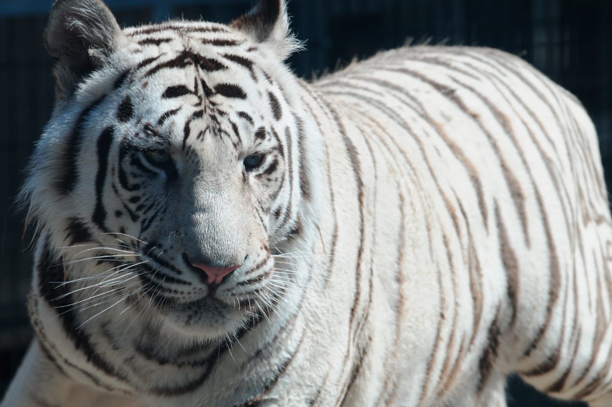 Imágenes de tigres blancos