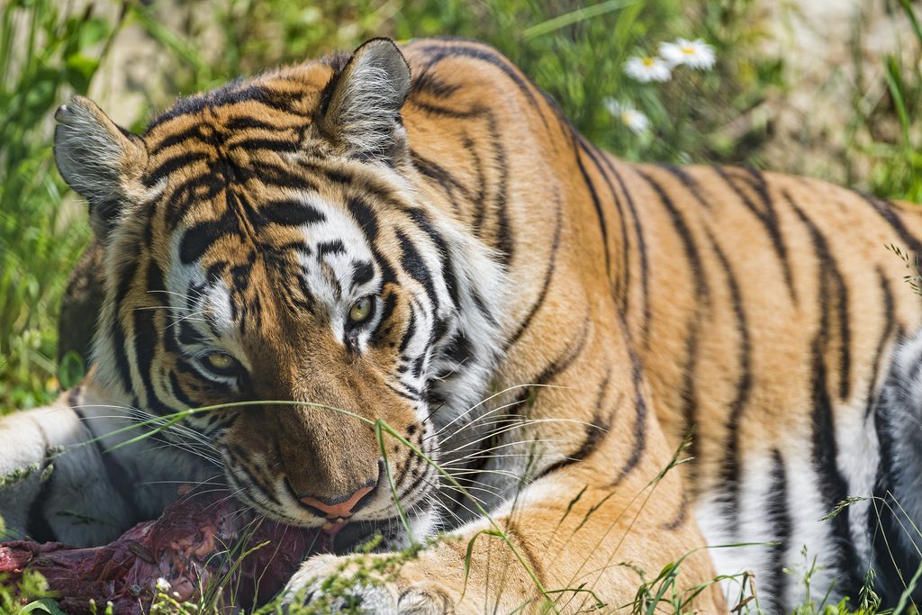 Presas de los tigres y alimentación