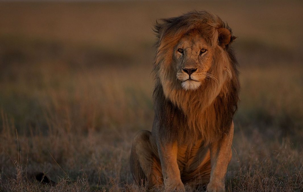 Qué significa soñar con leones