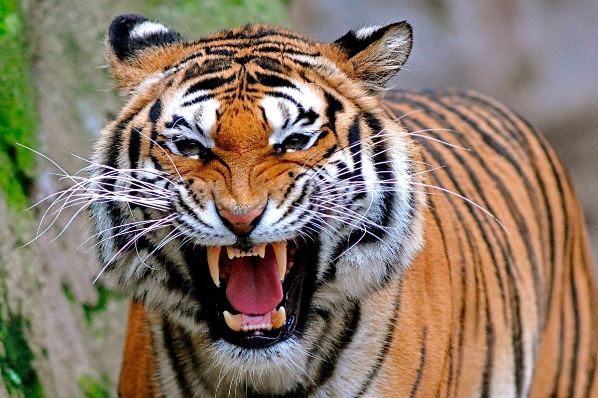 Rugido del tigre