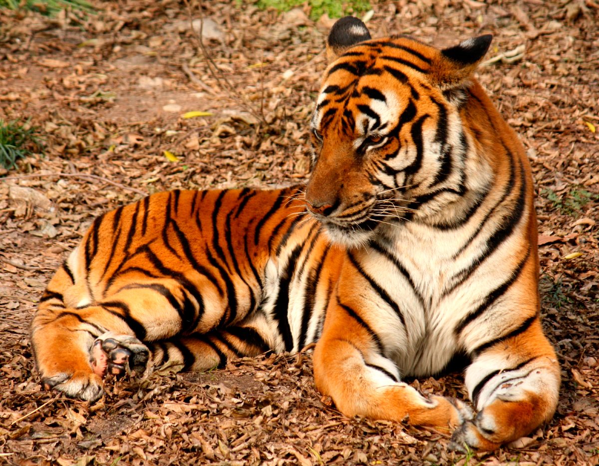 Tigre acostado