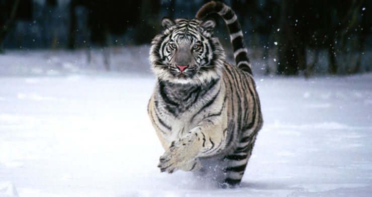 Tigre blanco en la nieve