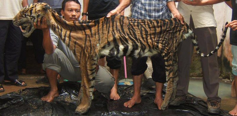 Tigre como trofeo de cazadores furtivos