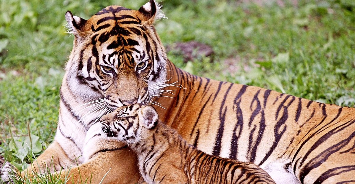 Tigre cuidando de su cachorro