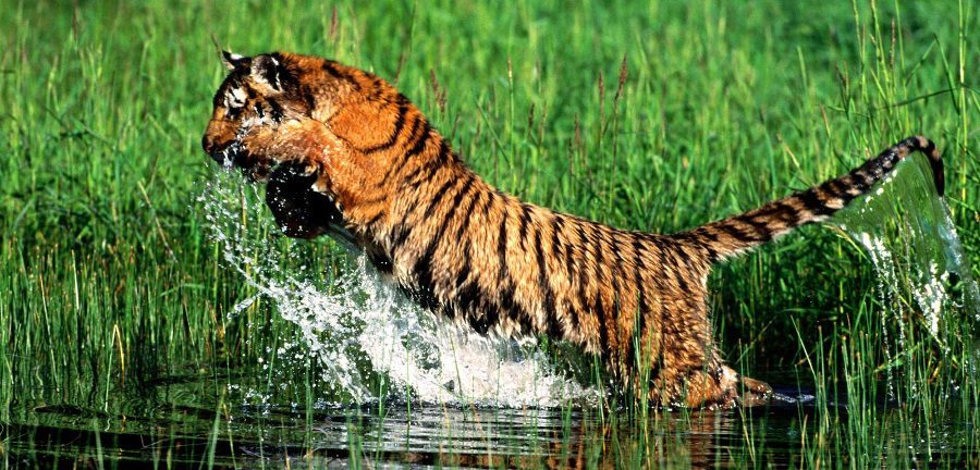 Tigre de bengala cazando