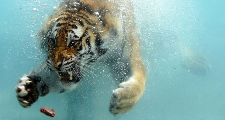 Tigre de bengala nadando