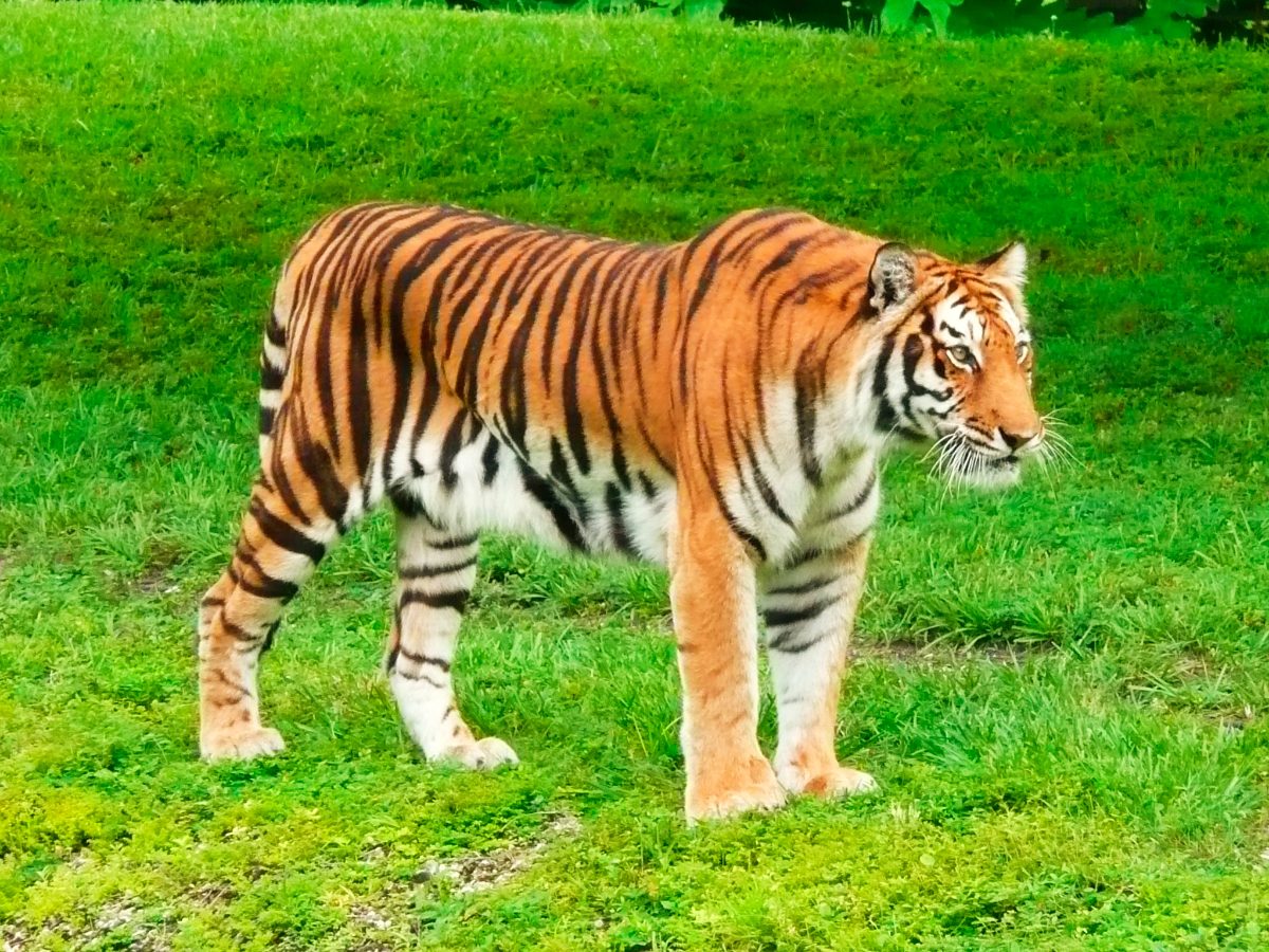 Tigre en el safari