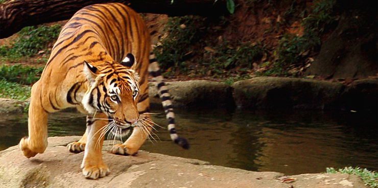 Tigre Malayo