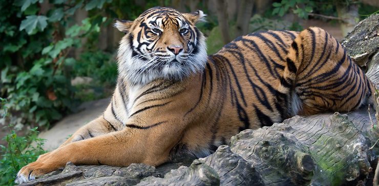 Tigres de Sumatra