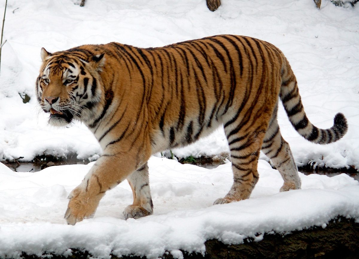Tigres en la nieve
