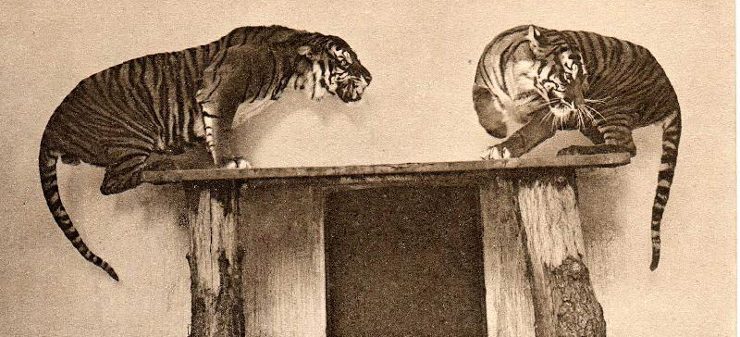 Tigres en peligro de extinguirse como el de Java