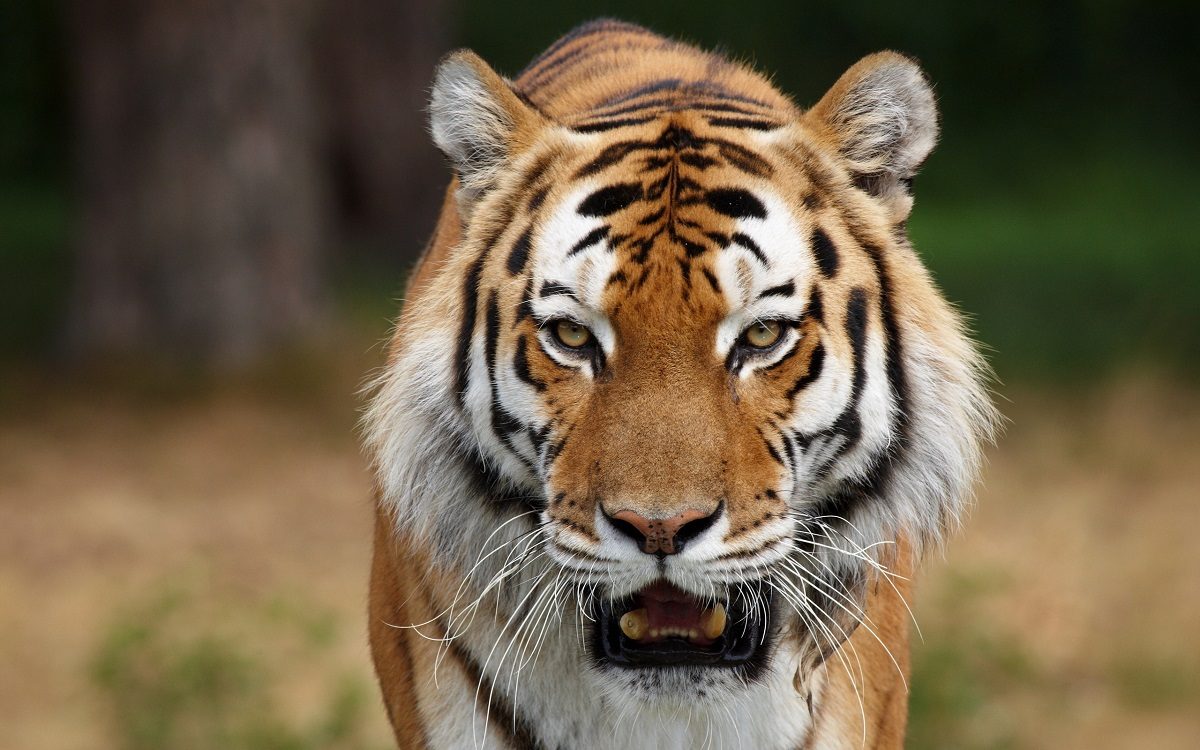 Tigres, felinos gigantes