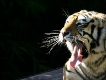 Comunicación entre tigres