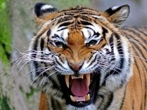 Comunicación vocal de los tigres