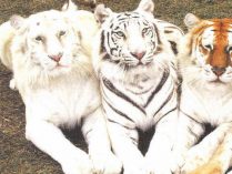 Cuatro tigres de distinta subespecie