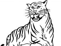 Dibujo para pintar de tigres