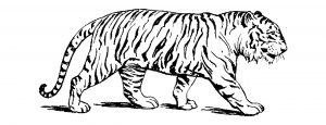 Dibujos de tigres para colorear