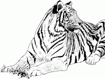 Dibujos de tigres para pintar