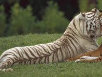 Diferentes especies de tigres